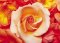 Diane Wuesthoff