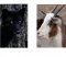 le loup et le bouc le loup et le bouc