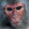 Grinder Monkey Grinder Monkey